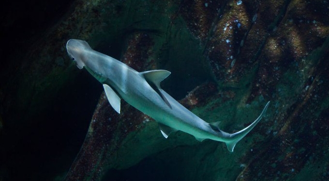 Sharks Use Earth’s Magnetic Fields to Guide Them Like a Map