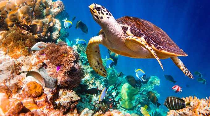 Do Marine Protected Areas Work?