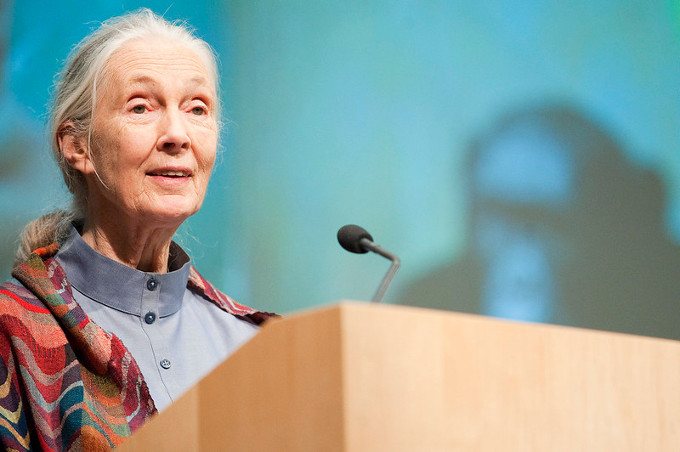 Humanity Must Embark on ‘New Relationship With the Natural World,’ Says Jane Goodall