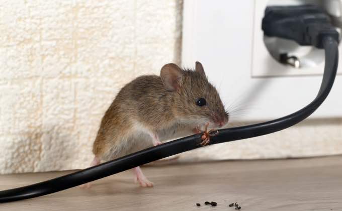 How to Get Rid of Mice in Apartment: Everything You Need to Know
