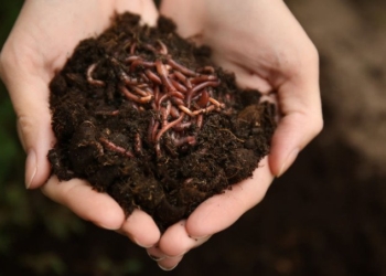 Pesticides Are Killing Soil Organisms — The Foundations of the Web of Life