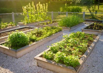 How to Grow a Survival Garden (and What to Do If It Dies)