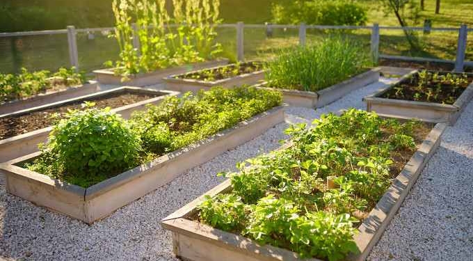 How to Grow a Survival Garden (and What to Do If It Dies)