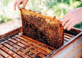EPA Inaction Blamed as US Bees Suffer Second Highest Colony Losses on Record
