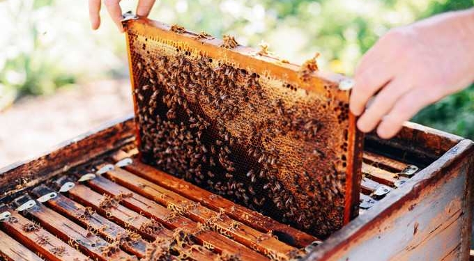 EPA Inaction Blamed as US Bees Suffer Second Highest Colony Losses on Record