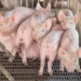 EU Parliament Overwhelmingly Votes to End Caged Animal Farming