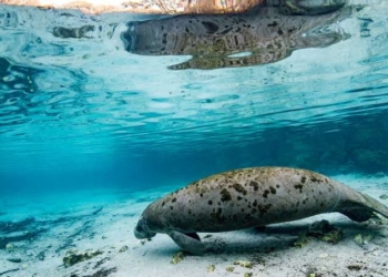 Climate Crisis and Negligent Policymakers Blamed for ‘Record Sickening Levels’ of Manatee Deaths in Florida