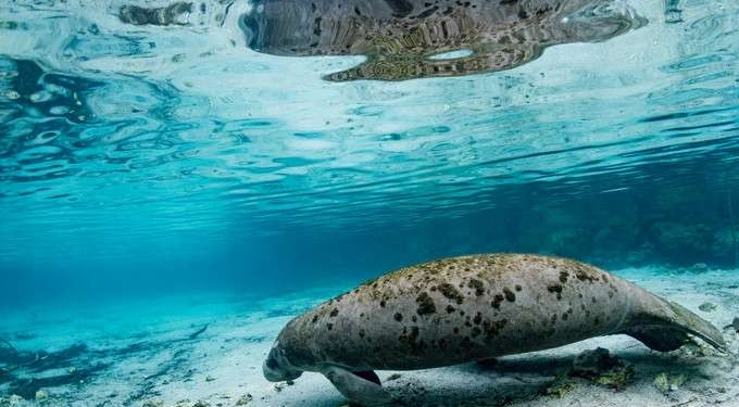 Climate Crisis and Negligent Policymakers Blamed for ‘Record Sickening Levels’ of Manatee Deaths in Florida