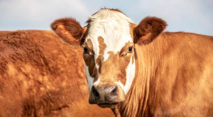 UK Government to Recognize Animals as Sentient Beings