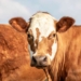 UK Government to Recognize Animals as Sentient Beings