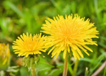 Research: Dandelion Leaf Extract Blocks Spike Proteins from Binding to the ACE2 Cell Surface Receptor
