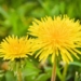Research: Dandelion Leaf Extract Blocks Spike Proteins from Binding to the ACE2 Cell Surface Receptor
