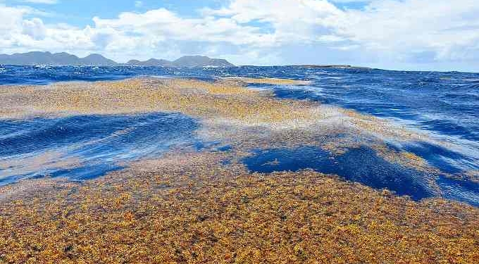 What’s Driving the Huge Blooms of Brown Seaweed Piling Up On Florida and Caribbean Beaches?