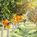The EPA is Banning Chlorpyrifos, A Pesticide Widely Used on Food Crops, after 14 Years of Pressure from Environmental and Labor Groups