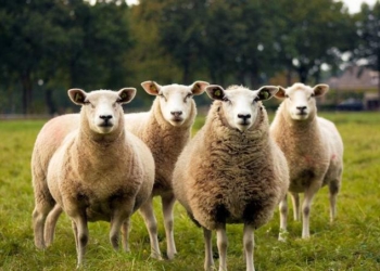 3 Things Sheeple Do That You Don’t Have To