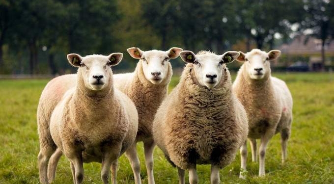 3 Things Sheeple Do That You Don’t Have To