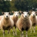 3 Things Sheeple Do That You Don’t Have To
