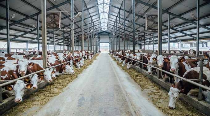 Animal Agriculture Emits Nearly 60% of Greenhouse Gases From Food Production: Study