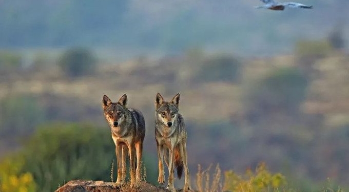 Indian Wolf is One of World’s Most Endangered Wolves