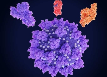 How the Spike Protein Hurts the Heart