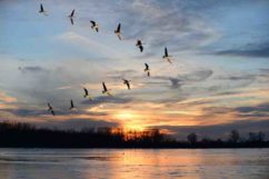 Wild Geese