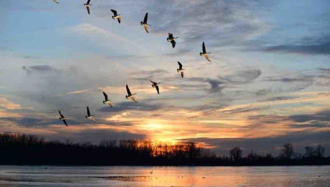 Wild Geese