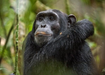 What Makes Us Human? The Answer May Be Found In Overlooked DNA