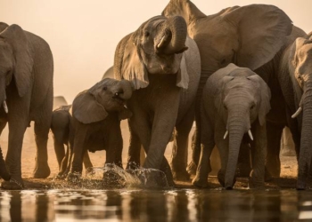 Planetary Shift: Herd of Elephants in the Room No one is Talking About