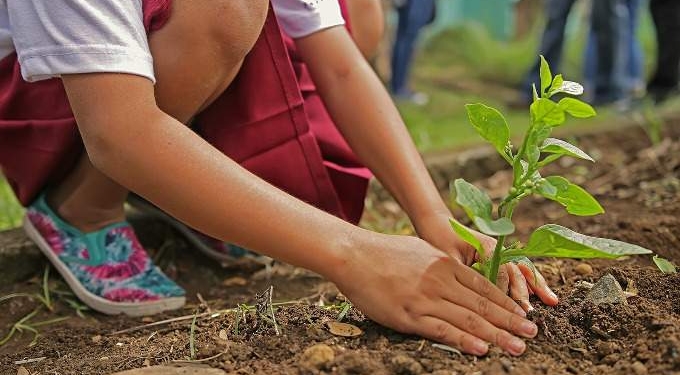 Is Your Garden Really Organic?
