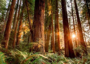 How Ancient Trees Created America