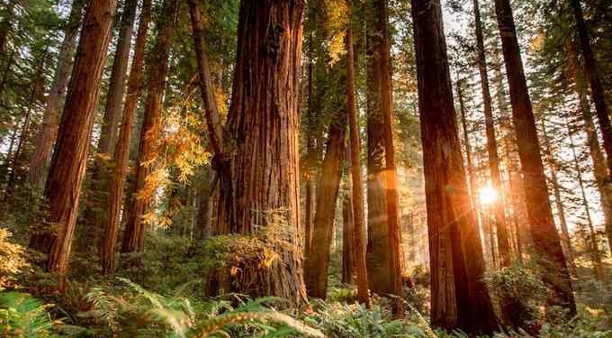 How Ancient Trees Created America