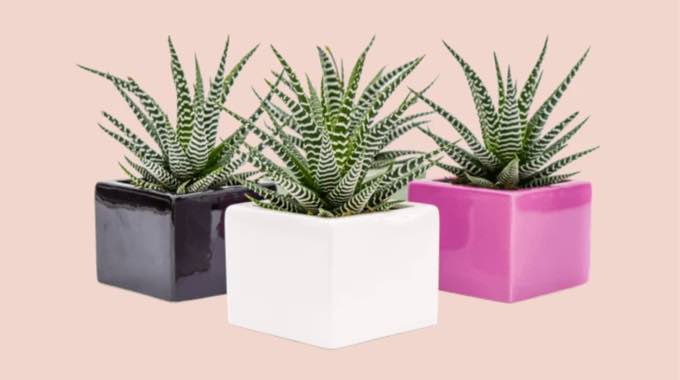 7 Most Fascinating Reasons To Grow Succulent Plants