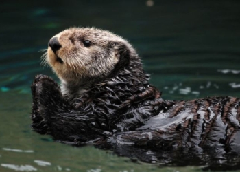 Sea Otters Demonstrate That There Is More To Muscle Than Just Movement – It Can Also Bring the Heat