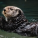 Sea Otters Demonstrate That There Is More To Muscle Than Just Movement – It Can Also Bring the Heat