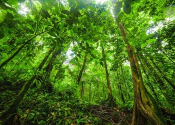 Hearing the Language of Trees