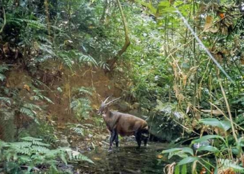 Why the Saola Is Endangered and What We Can Do?