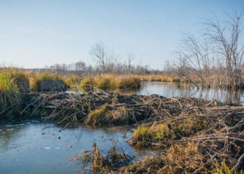 Beavers Offer Lessons About Managing Water in a Changing Climate, Whether the Challenge Is Drought or Floods
