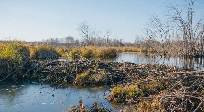 Beavers Offer Lessons About Managing Water in a Changing Climate, Whether the Challenge Is Drought or Floods