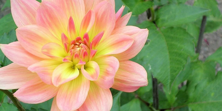 Revhumanism: An Alternative to Transhumanism