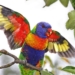 Are Rainbow Lorikeets Falling from the Sky Due to 5G? (And Other Wildlife Deaths?)