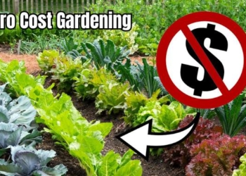 How to Grow an Organic Food GARDEN from Scratch for FREE!  | Next Level Gardening