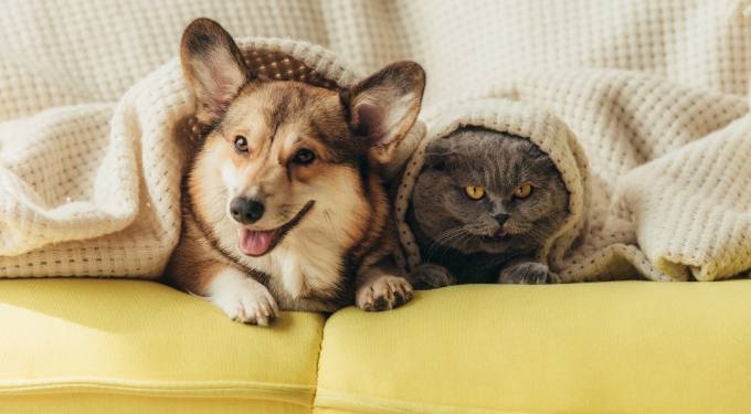 Feng Shui Tips for Happy, Healthy Pets