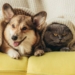 Feng Shui Tips for Happy, Healthy Pets